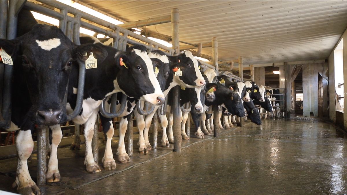 COVID-19 shutdowns crashed the dairy market – Survive and Thrive